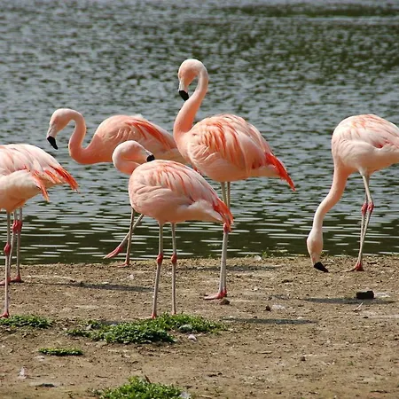 ベッド・アンド・ブレックファスト Bulle D Evasion Pres De Pairi Daiza Silly