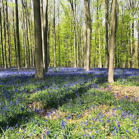 Bulle D Evasion Pres De Pairi Daiza ベッド・アンド・ブレックファスト