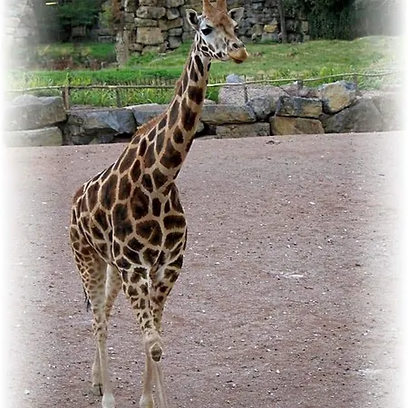 Bulle D Evasion Pres De Pairi Daiza Bed and breakfast