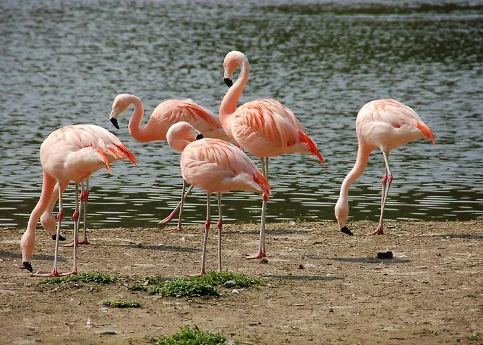 Bed & Breakfast Bulle D Evasion Pres De Pairi Daiza Silly