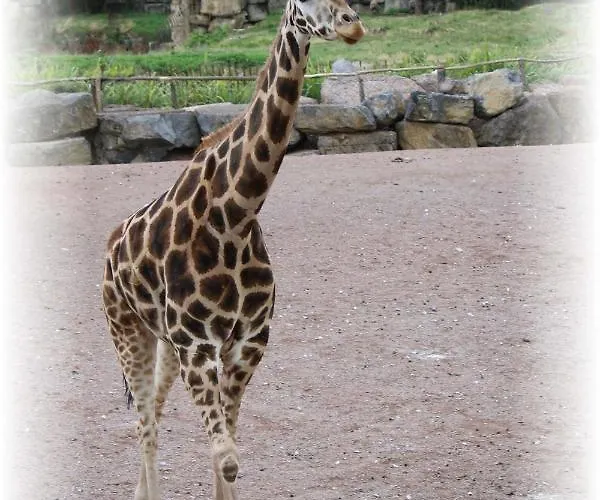 Bed & Breakfast Bulle D Evasion Pres De Pairi Daiza