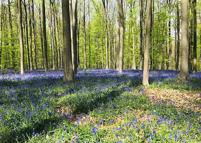 Bulle D Evasion Pres De Pairi Daiza Couette-café